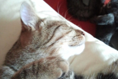 Fauna